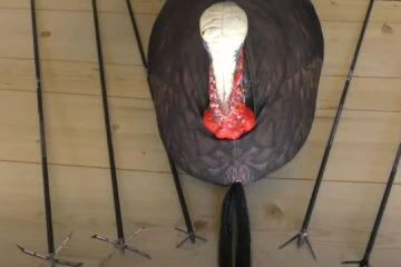 Shoot a Turkey Broadhead