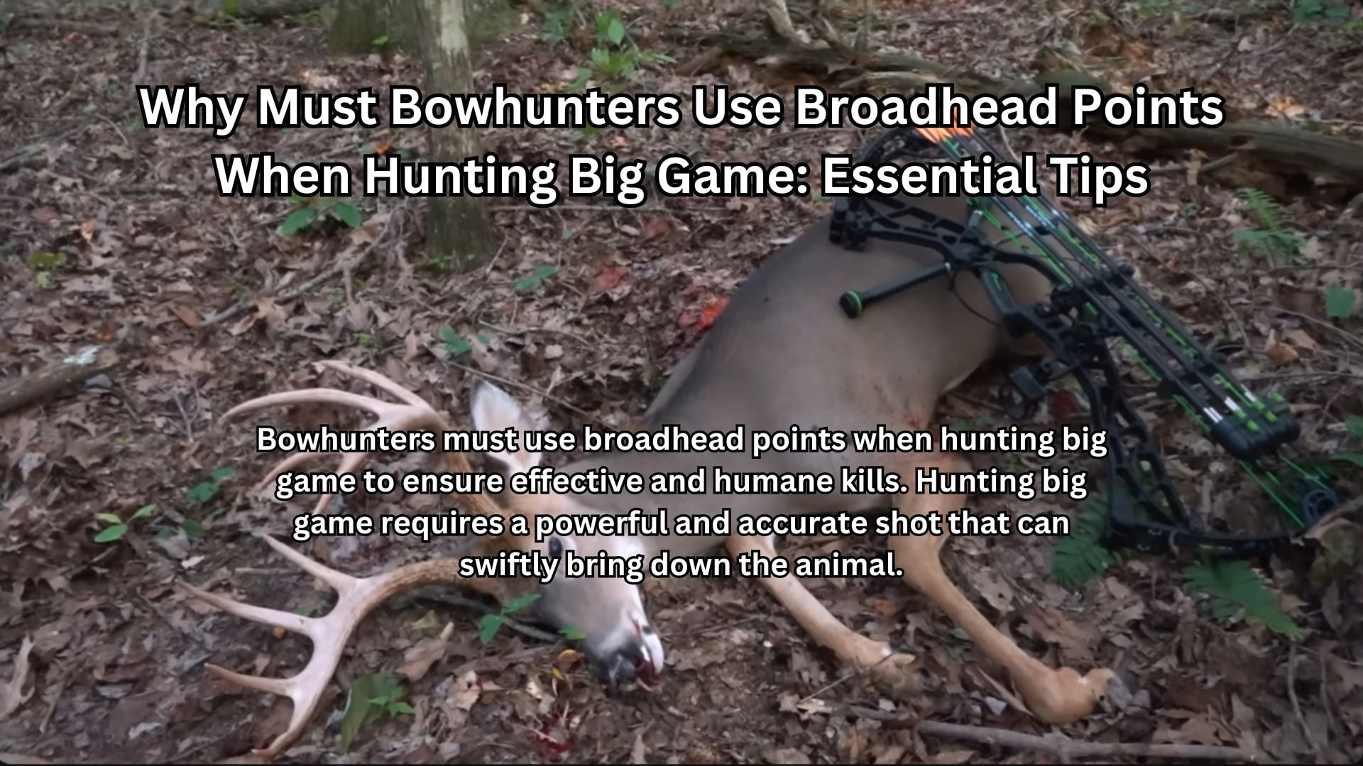 Why Must Bowhunters Use Broadhead Points When Hunting Big Game